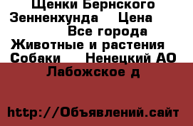 Щенки Бернского Зенненхунда  › Цена ­ 40 000 - Все города Животные и растения » Собаки   . Ненецкий АО,Лабожское д.